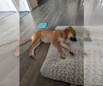 Small #2 Mutt