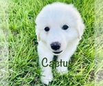 Puppy Cactus Great Pyrenees