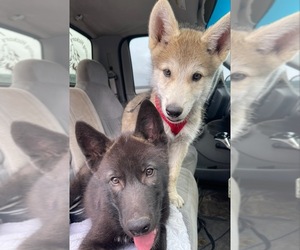 Wolf Hybrid Puppy for sale in FORT PAYNE, AL, USA