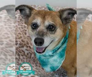 Dachshund-Unknown Mix Dogs for adoption in Kennesaw, GA, USA