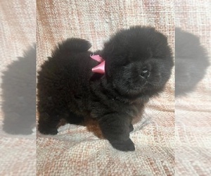 Chow Chow Puppy for sale in NORTH HOLLYWOOD, CA, USA