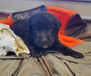 Labrador Retriever Puppy for sale in ROCK VALLEY, IA, USA
