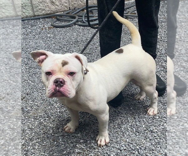 Medium Photo #3 American Bulldog-Unknown Mix Puppy For Sale in Jefferson, WI, USA
