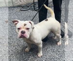 Small #2 American Bulldog Mix