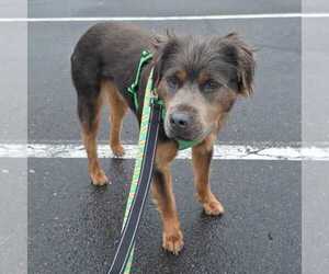 Mutt Dogs for adoption in Silver Spring, MD, USA