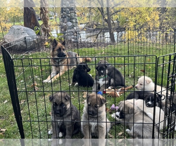 Medium Photo #14 German Shepherd Dog-Siberian Husky Mix Puppy For Sale in LANSING, MI, USA