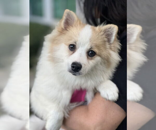 Medium Photo #2 Pomeranian Puppy For Sale in Dana Point, CA, USA