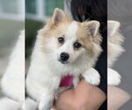 Small #1 Pomeranian