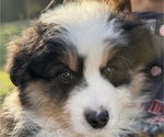 Small #1 Miniature American Shepherd