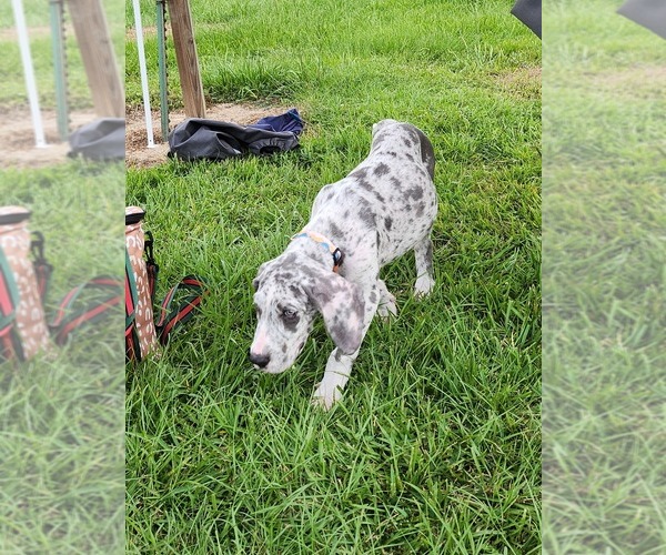 Medium Photo #3 Great Dane Puppy For Sale in HAMMOND, LA, USA