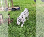Small #2 Great Dane