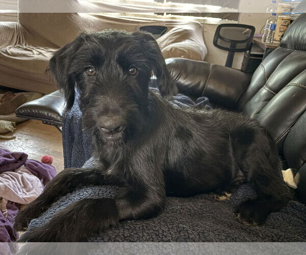 Medium Photo #3 Miniature Labradoodle Puppy For Sale in Fenton, MO, USA