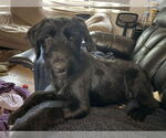 Small #2 Miniature Labradoodle