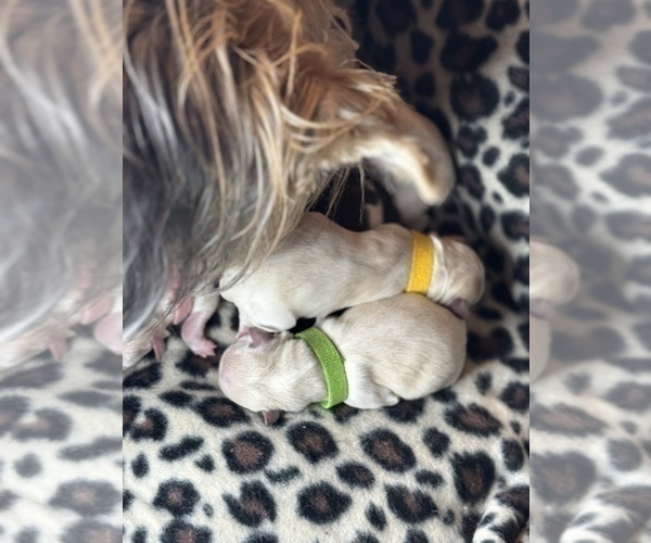 Medium Photo #3 Maltese-Morkie Mix Puppy For Sale in PEORIA, IL, USA