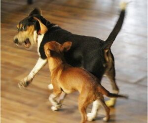 Shy aka Snoopy - Male Beagle Dog for Adoption - Photo #2