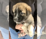 Small Photo #3 German Shepherd Dog-Siberian Husky Mix Puppy For Sale in COTTONTOWN, TN, USA