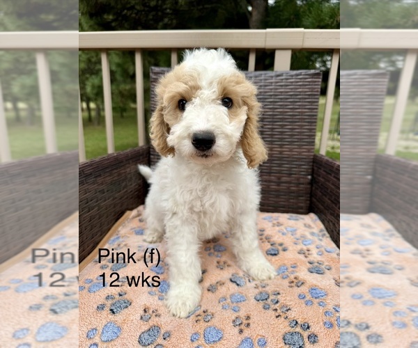 Medium Photo #2 Goldendoodle (Miniature) Puppy For Sale in ELBERT, CO, USA