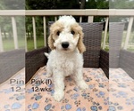 Small #1 Goldendoodle (Miniature)