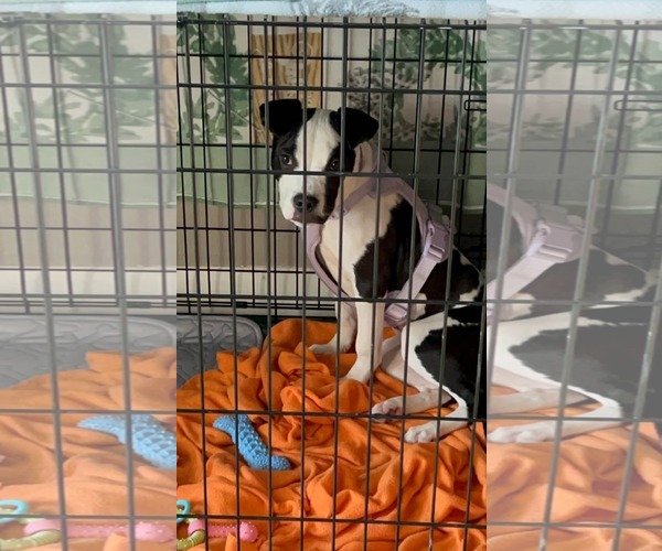 Medium Photo #5 Mutt Puppy For Sale in Uwchlan, PA, USA