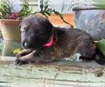 Small #7 German Shepherd Dog