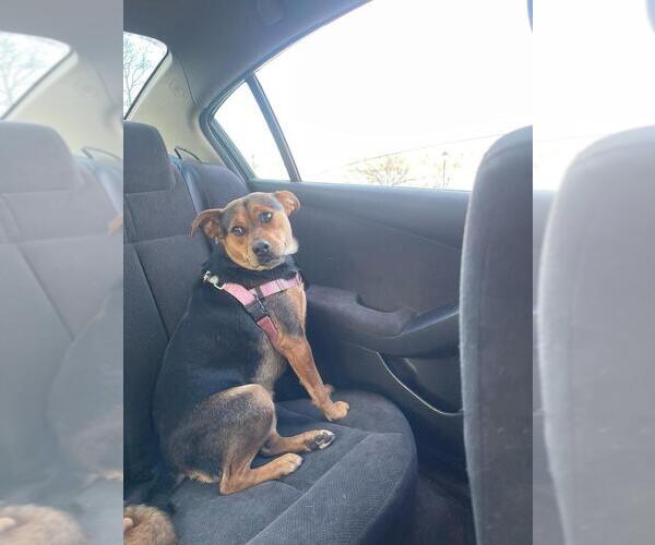 Medium Photo #7 Labrador Retriever-Unknown Mix Puppy For Sale in New York, NY, USA