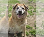 Small #3 Australian Shepherd Mix