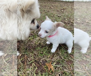 Chihuahua Puppy for sale in CASTLE HAYNE, NC, USA