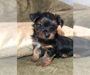 Yorkshire Terrier Puppy for Sale in MURRAYVILLE, Georgia USA