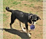 Small #5 Huskies  Mix