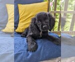 Small #7 Cock-A-Poo-Cocker Spaniel Mix