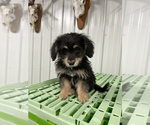 Puppy 1 Pembroke Welsh Corgi-Poodle (Miniature) Mix