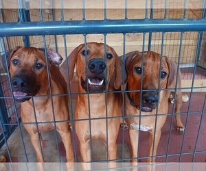 Rhodesian Ridgeback Puppy for sale in HESPERIA, CA, USA