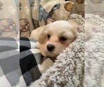 Small Photo #5 Cavachon Puppy For Sale in ENGLISHTOWN, NJ, USA