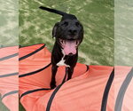Small #5 Labrador Retriever Mix