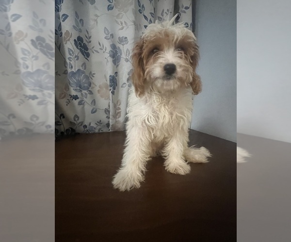 Medium Photo #67 Cavapoo-Poodle (Miniature) Mix Puppy For Sale in DURHAM, CT, USA