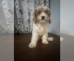 Small #66 Cavapoo-Poodle (Miniature) Mix