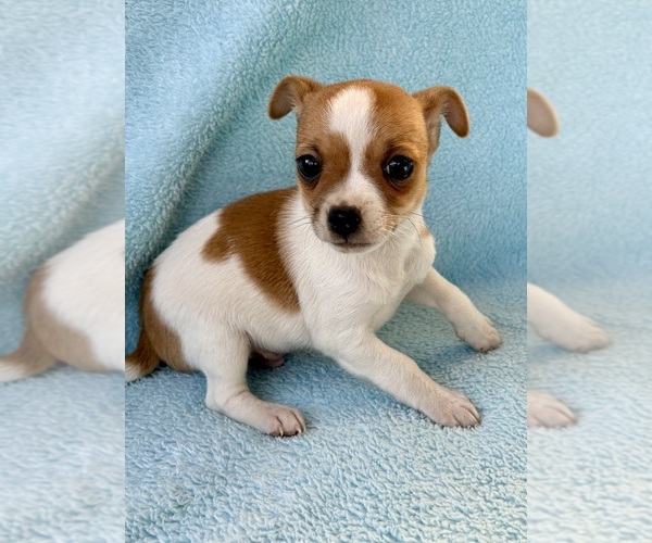 Medium Photo #8 Chihuahua Puppy For Sale in FAIR HAVEN, MI, USA
