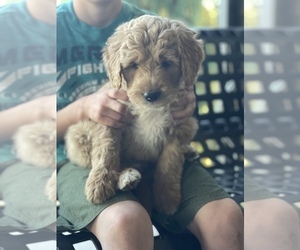 Aussiedoodle Puppy for sale in BATTLE GROUND, WA, USA