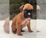 Small #4 Boxer