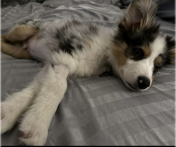 Medium Photo #9 Miniature Australian Shepherd Puppy For Sale in GROVER BEACH, CA, USA