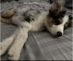 Small #8 Miniature Australian Shepherd