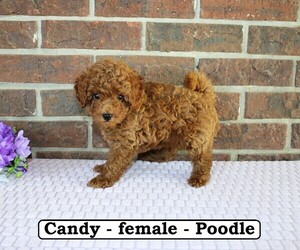 Poodle (Toy) Puppy for sale in CLARKRANGE, TN, USA