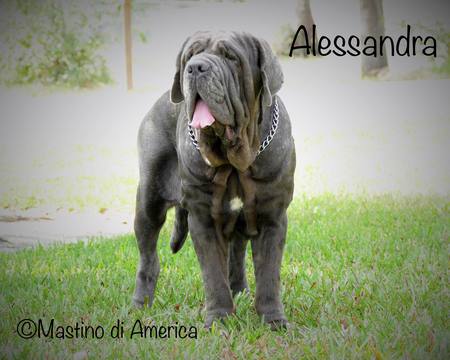 Medium Photo #1 Neapolitan Mastiff Puppy For Sale in FORT LAUDERDALE, FL, USA