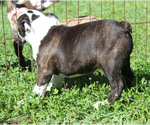 Small #6 Boston Terrier