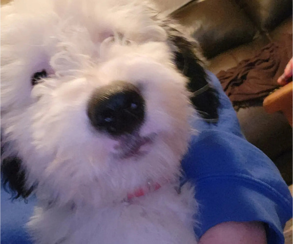 Medium Photo #4 Old English Sheepdog Puppy For Sale in WILMINGTON, OH, USA