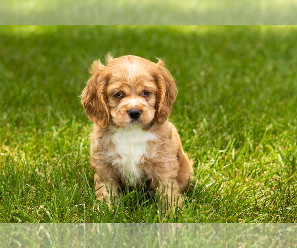 Medium Photo #2 Cocker Spaniel Puppy For Sale in NAPPANEE, IN, USA