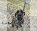 Small Photo #4 Mastiff-Unknown Mix Puppy For Sale in New London, WI, USA