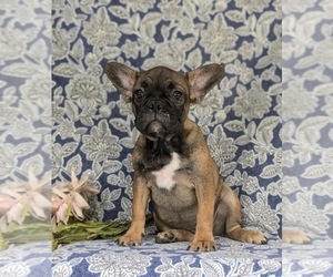 French Bulldog Puppy for sale in QUARRYVILLE, PA, USA