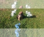 Small #24 Mastiff