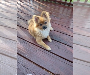 Pomeranian Puppy for sale in ROTHSCHILD, WI, USA